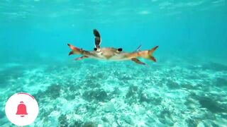 Занзибар, остров Mnemba рай для снорклинга с черепахами и цветными рыбами у рифа