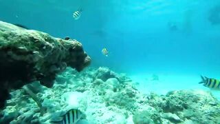 Занзибар, остров Mnemba рай для снорклинга с черепахами и цветными рыбами у рифа