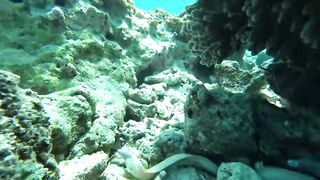 Занзибар, остров Mnemba рай для снорклинга с черепахами и цветными рыбами у рифа