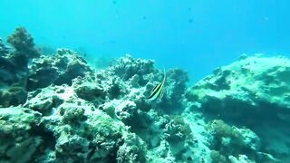 Занзибар, остров Mnemba рай для снорклинга с черепахами и цветными рыбами у рифа