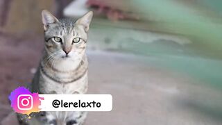 Пляжи Занзибара Uroa худший пляж обзор региона отелей рынка и расписания приливов