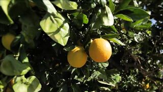 Гюзельюрт и Газиверен - один из лучших инвестиционных районов Северного Кипра 2024