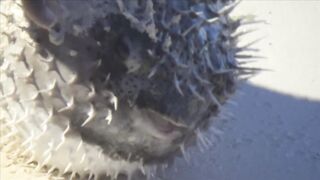 Занзибар отлив на пляже Nungwi еда у берега и свежая рыба прямо с лодок