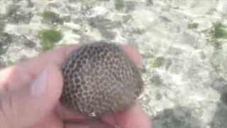 Занзибар отлив на пляже Nungwi еда у берега и свежая рыба прямо с лодок