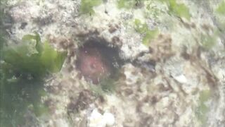 Занзибар отлив на пляже Nungwi еда у берега и свежая рыба прямо с лодок