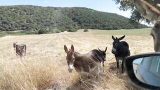 Путешествие на Карпас Северный Кипр дорога ослики монастыри и дикие пляжи