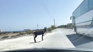 Путешествие на Карпас Северный Кипр дорога ослики монастыри и дикие пляжи