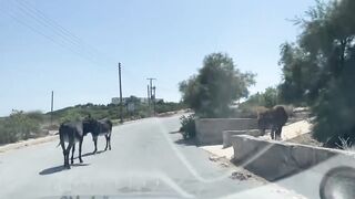 Путешествие на Карпас Северный Кипр дорога ослики монастыри и дикие пляжи