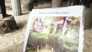 Zanzibar 2020 Chwaka Bay Beach Boys местные дилеры экскурсии и цены прямо на берегу