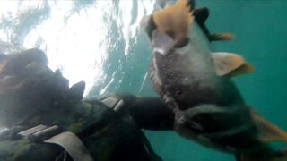 Подводная охота Ancon Lima Peru Playa Santa Rosa с братьями и трофейной рыбой