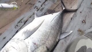 Fishing Bigfish Cu Lao Cham Island Da Nang Viet Nam день морской рыбалки с крупной рыбой у острова