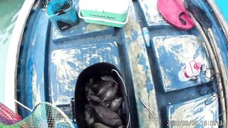 Морская рыбалка в Санья Хайнань: редкие морские рыбы циньи зебра и большой барабан в одном улове