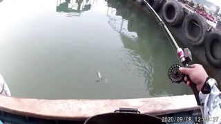 Морская рыбалка в Санья Хайнань: редкие морские рыбы циньи зебра и большой барабан в одном улове