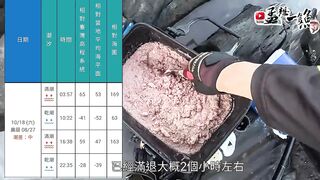 三仙黑礁坪: глубокие бровки и мощное течение как лёгкой снастью вытащить гигантов сезона 黒毛