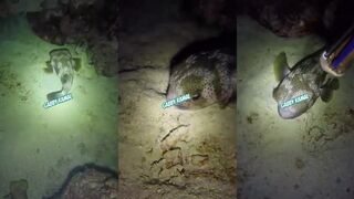 Ночная подводная охота на Боракай за рыбой ежом и другими морскими трофеями у рифов острова