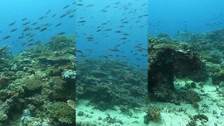 Рабочий индонезийский способ приманить рыбу необычный fish call который по настоящему собирает стаю