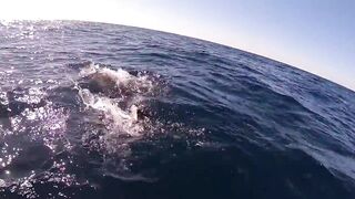 Fishing Egypt 2020: морская рыбалка в Египте лодка пустыня и горячее Красное море вокруг