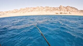 Мультисписовая рыбалка в египетской пустыне каналы озера и неожиданная жизнь в середине песков