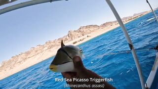 Мультисписовая рыбалка в египетской пустыне каналы озера и неожиданная жизнь в середине песков