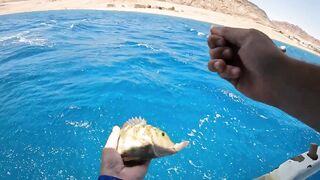 Мультисписовая рыбалка в египетской пустыне каналы озера и неожиданная жизнь в середине песков