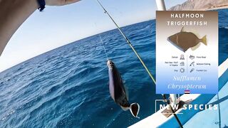 Мультисписовая рыбалка в египетской пустыне каналы озера и неожиданная жизнь в середине песков