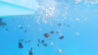 GT popping в Хургаде мощные поклевки и морская рыбалка на гигантского тревалли в Красном море