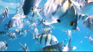 GT popping в Хургаде мощные поклевки и морская рыбалка на гигантского тревалли в Красном море