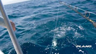 Рыбалка с огромным кальмаром в роли наживки охота за еще более крупным хищником