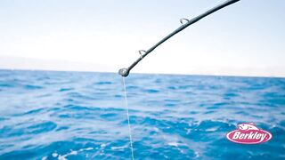 Рыбалка с огромным кальмаром в роли наживки охота за еще более крупным хищником