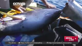 Египетские рыбаки продолжают ловить и зарабатывать несмотря на падение туристического потока