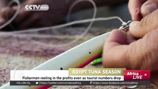 Египетские рыбаки продолжают ловить и зарабатывать несмотря на падение туристического потока