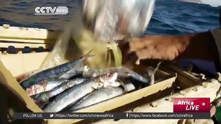 Египетские рыбаки продолжают ловить и зарабатывать несмотря на падение туристического потока