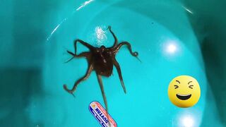 Ночная рыбалка на кальмаров Phu Quoc Вьетнам огни лодки и стайки кальмаров под бортом