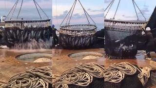 Огромный улов очень крупной рыбы эпизод с мощной морской добычей