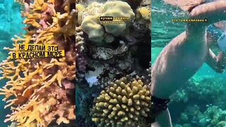 Не дилтай в Красном море отдых и рыбалка в Египте в формате travel vlog