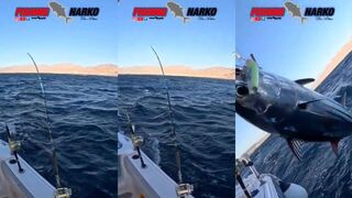 Skipjack tuna в Эйлате морская рыбалка в Красном море за активным тунцом