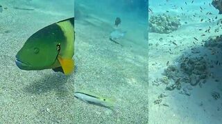 Дайвинг в Эйлате кораллы черепахи и мысли а есть ли здесь места для спокойной рыбалки с берега