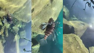 Красивый огненный скорпеноподобный хайрофиш в Эйлате под водой Красного моря