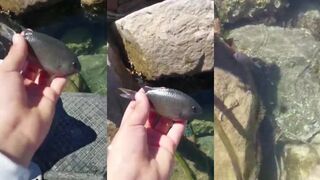 Я лишь хотел снять милую рыбку морская рыбалка в Эйлате на Красном море