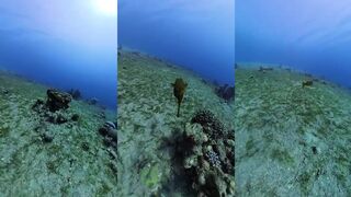 Рыба кузовок Acanthostracion редкий гость на спиннинговой рыбалке и украшение коралловых рифов