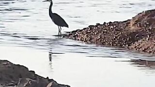 Рыбалка в Эйлате Израиль короткое видео о Красном море и клеве на берегу
