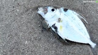 Исследуем пляж Hua Hin идем с удочкой к Khao Takiab и пробуем рыбалку по камням у храма на скале