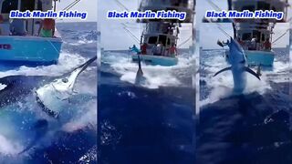 Black marlin fishing морская рыбалка на черного марлина и мощные рывки океанского гиганта