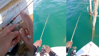 Живые креветки для морской рыбалки как насаживать приманку чтобы рыба точно не сошла