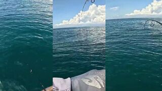 Эпический удар по топвотеру хищник вылетает за приманкой прямо у поверхности воды