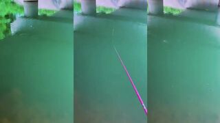 Рыбалка на карпа на Филиппинах carp fishing challenge последние попытки подобрать прикормку