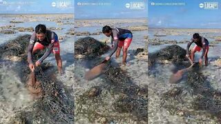 Сотрудник нацпарка на Филиппинах спасает акулу трогательная история у берега тропического моря