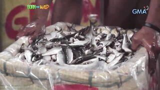 Born to be Wild морская рыбалка на lawlaw в Bulan Sorsogon Филиппины и жизнь у океана