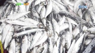 Born to be Wild морская рыбалка на lawlaw в Bulan Sorsogon Филиппины и жизнь у океана