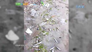 Born to be Wild морская рыбалка на lawlaw в Bulan Sorsogon Филиппины и жизнь у океана